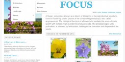zpfocus-album