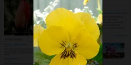 zpfocus-image-with-colorbox